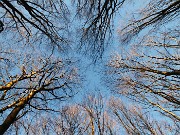 18 Nella splendida faggeta...toccando il cielo